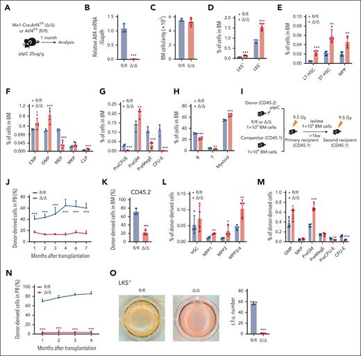 ATF4 depletion in hematopoietic cells impairs HSC self-renewal. (A) Experimental workflow showing that Mx1-Cre;Atf4fl/fl (Δ/Δ) and Atf4fl/fl (fl/fl) mice were given pIpC and euthanized for analysis 1 month later. (B) qRT-PCR analysis of Atf4 expression in BM cells of fl/fl and Δ/Δ mice (n = 4 mice). (C) BM cell numbers in fl/fl and Δ/Δ mice (n = 4-5 mice). (D-H) Percentages of indicated cell populations in the BM of fl/fl and Δ/Δ mice (n = 4-5 mice). (I) Experimental workflow for serial and competitive transplantation. (J) Percentage of CD45.2+ donor cells in the PB of recipient mice at the indicated time points after competitive BM transplantation (n = 5-8 mice). (K) Percentage of CD45.2+ donor-derived cells in the BM of recipients (n = 3-4 mice). (L-M) Percentages of different CD45.2+ donor–derived cell populations in the BM of recipients (n = 3-4 mice). (N) Percentages of CD45.2+ donor cells in the PB of recipient mice at the indicated time points after secondary BM transplantation (n = 7 mice). (O) Results from CFU colony assays performed using 150 LKS+ cells from fl/fl and Δ/Δ mice cultured for 10 to 14 days in complete methylcellulose-based medium (n = 4-5 wells for 3 independent experiments). Data represent mean ± standard deviation (SD). ∗P < .05; ∗∗P < .01; ∗∗∗P < .001; unpaired 2-tailed Student t test.