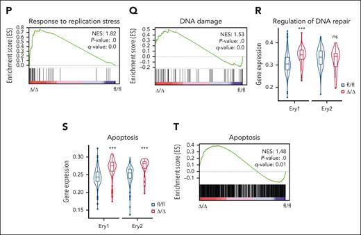 ATF4 loss alters transcriptional lineage commitment in HSPCs. (A) Experimental workflow showing the strategy used to sort cells from the BM of fl/fl and Δ/Δ mice (n = 3 mice) for scRNA-seq. (B) Uniform manifold approximation and projection (UMAP) visualization of 14 189 BM lin–cKit+ (LK+) cells categorized into 15 clusters from the fl/fl and Δ/Δ mice. (C) UMAP plot showing the cell subset distribution frequencies within the fl/fl and Δ/Δ BM LK+ cell populations. (D) Transcriptome cluster frequency changes in Atf4–depleted LK+ cells relative to the control. ∗∗P < .01; ∗∗∗P < .001; χ2 test. (E) UMAP plots colored according to genotype (fl/fl: blue, 1544 cells; Δ/Δ: red, 117 cells; left). The fourth principal component, which had the strongest correlation with erythrocyte maturation, was used to construct an erythrocyte maturation score. Each dot represents a single cell. Distribution of cells according to erythrocyte maturation scores (right). ∗∗∗P < .001; Wilcoxon rank-sum test. (F) Barplot showing the fate bias of single HSC/MPPs computed by FateID. ns, not significant; ∗∗P < .01; ∗∗∗P < .001; 2-sided Fisher exact test. (G) UMAP visualization of 19 706 CMP cells from fl/fl and Δ/Δ mice categorized into 8 clusters. (H) UMAP plot showing the cell subset distribution frequencies in the fl/fl and Δ/Δ CMP cell populations. (I) Transcriptome cluster frequency changes in Atf4-depleted CMP cells relative to the control. ∗P < .05; ∗∗∗P < .001; χ2 test. (J) Cell cycle distributions of Ery1 and Ery2 in fl/fl and Δ/Δ LK+ cells. (K) Violin plots showing the expression of the G1/S phase transition gene set in Ery1 and Ery2 cells from fl/fl and Δ/Δ group. (L) Violin plots showing the expression level of the DNA replication gene set in Ery1 and Ery2 cells from fl/fl and Δ/Δ groups. ns, not significant; ∗∗∗P < .001; Wilcoxon rank-sum test. (M) Gene set enrichment analysis (GSEA) of DNA replication in Ery1 cells from the fl/fl and Δ/Δ groups. (N) Expression levels of representative genes related to DNA replication in Ery1 subsets within fl/fl and Δ/Δ LK+ cell populations. (O). Violin plots showing the expression of the replication stress gene set in Ery1 and Ery2 cells from fl/fl and Δ/Δ groups. (P) GSEA of replication stress in Ery1 cells from the fl/fl and Δ/Δ groups. (Q) GSEA of DNA damage in Ery1 cells from fl/fl and Δ/Δ groups. (R) Violin plots showing the expression of the DNA repair gene set in Ery1 and Ery2 cells from the fl/fl and Δ/Δ groups. (S) Violin plots showing the expression of the apoptosis gene set in Ery1 and Ery2 from the fl/fl and Δ/Δ groups. (T) GSEA of apoptosis in Ery1 cells from the fl/fl and Δ/Δ groups. ns, not significant; ∗P < .05; ∗∗∗P < .001; Wilcoxon rank-sum test.