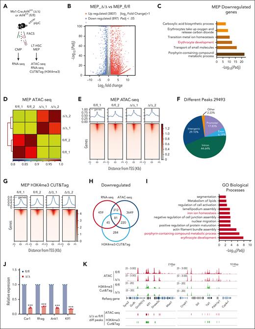 ATF4 governs the transcriptional program of erythropoiesis. (A) Experimental workflow showing the strategy used to sort the indicated cell types from the BM of fl/fl and Δ/Δ mice (n = 8-10 mice) for bulk RNA-seq, ATAC-seq, and CUT&Tag (H3K4me3). (B) Plots showing the differentially expressed genes (DEGs) identified from bulk RNA-seq analysis of fl/fl vs Δ/Δ MEP cells. (C) GO term analysis of genes identified as downregulated by bulk RNA-seq in Atf4-depleted MEP cells (vs the control group). (D) Heat map showing replication of samples of ATAC-seq from fl/fl and Δ/Δ BM MEP cell samples. (E) ATAC-seq profile and heat map showing the degree of chromatin accessibility around transcription start site (TSS) ± 3 Kbp of fl/fl and Δ/Δ MEP cells. (F) Venn diagram of ATAC-seq data showing the 29 493 different peak distributions of Atf4-deficient MEP cells. (G) H3K4me3 CUT&Tag profile and heat map showing TSS ± 3 kb. (H) Venn diagram showing the overlap between downregulated and transcriptionally repressed genes identified by ATAC-seq, H3K4me3 CUT&Tag analysis, and RNA-seq after Atf4 deletion. (I) GO term analysis of overlapping downregulated genes; only the top 11 GO terms are listed. (J) qRT-PCR analysis of the indicated genes in MEP cells sorted from the fl/fl and Δ/Δ mice (n = 3 samples). (K) Integrative genomics viewer (IGV) software was used to visually present the important genomic regions of Klf1 and Tal1 using findings from ATAC-seq and H3K4me3 CUT&Tag (shown as peaks). Data represent the mean ± SD. ∗∗∗P < .001; unpaired 2-tailed Student t test.