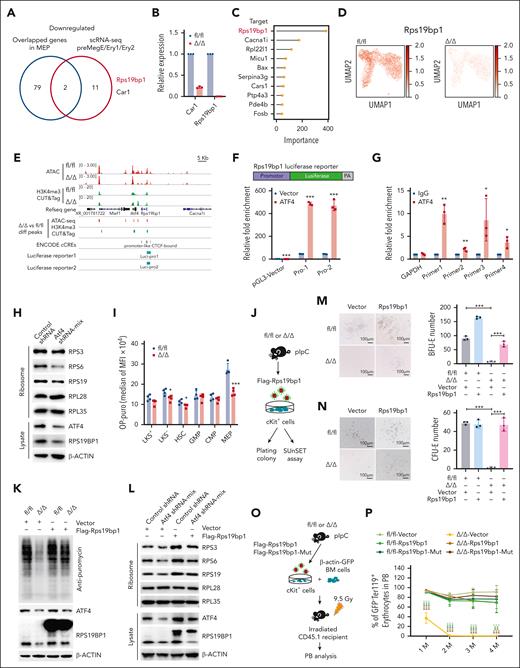 ATF4 regulates ribosome biogenesis by directly activating the transcription of Rps19bp1. (A) Venn diagram depicting the overlapping downregulated/transcriptionally repressed genes identified from 4 different data sets (ie, ATAC-seq, H3K4me3 CUT&Tag, RNA-seq, and scRNA-seq) after Atf4 deletion. (B) qRT-PCR analysis of the indicated genes in MEP cells sorted from the fl/fl and Δ/Δ mice (n = 3 samples). (C) Lollipop plot displaying the top 10 predicted ATF4-targeting genes within the CMP population using pySCENIC. (D) Expression of Rps19bp1 projected onto the UMAP plot of fl/fl and Δ/Δ CMP cells, based on scRNA-seq data. Color intensity indicates the expression levels. (E) IGV software was used to visually present the important genomic regions of Rps19bp1; ATAC-seq and H3K4me3 CUT&Tag peaks, predicted cis-regulated elements, and luciferase reporter clone regions are shown. (F) Schematic diagrams of the pGL3-Rps19bp1-promoter-luciferase reporter constructs (Pro-1 contains the CTCF-bound region; Pro-2 does not contain the CTCF-bound region); relative luciferase activity was determined by sequential normalization to Renilla luciferase and pGL3-vector activity (n = 3 samples). (G) qChIP of ATF4 with primers covering the promoters of Rps19bp1 (n = 3 samples). (H) Ribosomes were separated from MEL cells transduced with control or Atf4 shRNA mix (shRNA-1 and shRNA-2) and then analyzed by western blotting using antibodies targeting the indicated proteins. (I) Protein synthesis in HSPCs based on OP-Puro incorporation in vivo (n = 4 mice in 3 independent experiments). (J) Experimental workflow showing how cKit+ cells were sorted from the BM of fl/fl and Δ/Δ mice and then transduced with vector-TD or Flag-Rps19bp1-TD for the plating colony and SUnSET assays. (K) TD+ cKit+ cells of the fl/fl and Δ/Δ mice were treated with puromycin and then analyzed by western blotting using antibodies against the indicated proteins. (L) Ribosomes were separated from MEL cells transduced with control or Atf4 shRNA mix and vector-TD or Flag-Rps19bp1-TD then analyzed by western blotting using antibodies against the indicated proteins. (M-N) BFU-E (M) or CFU-E (N) colony assays of 2 × 104 transduced TD+ cKit+ cells from fl/fl or Δ/Δ mice cultured in MethoCult SF M3436 or M3334 methylcellulose-based medium with EPO cytokine for 10 days (M) or 48 hours (N), respectively (n = 3 wells in 3 independent experiments). Representative images (left) and colony numbers (right) are shown. (O) Experimental workflow of the transplantation assay in which 105 cKit+ cells (sorted from the BM of the fl/fl or Δ/Δ mice and transduced with vector-TD or Flag-Rps19bp1-TD, Flag-Rps19bp1-Mut-TD) and 106 BM cells from donor mice (β-actin-GFP) were infected into irradiated CD45.1 recipient mice. (P) Percentage of GFP–Ter119+ erythrocytes in PB erythrocytes of recipient mice at the indicated time points after BM transplantation (n = 3-5 mice). Data represent the mean ± SD. ∗P < .05; ∗∗P < .01; ∗∗∗P < .001; unpaired 2-tailed Student t test for Figure 6B,F-G,I; 1-way analysis of variance followed by an unpaired 2-tailed Student t test for figure 6M-N,P. EPO, erythropoietin; OP-Puro, O-propargyl-puromycin; qChIP, quantitative chromatin immunoprecipitation; shRNA, short hairpin RNA; SUnSET, surface sensing of translation.