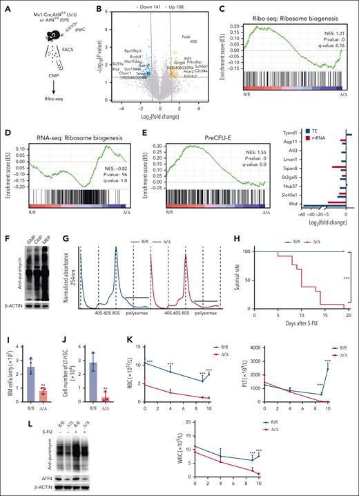 5-FU stress accelerates Atf4-deletion–induced BM hematopoietic failure. (A) Experimental workflow for sorting of CMP cells from the BM of fl/fl and Δ/Δ mice for ribosome profiling (Ribo-seq). (B) Plots showing the DEGs identified by Ribo-seq analysis in CMP cells from fl/fl vs Δ/Δ mice. (C) GSEA plot of ribosome biogenesis based on Ribo-seq data from CMP cells in the fl/fl and Δ/Δ groups. (D) GSEA plot of ribosome biogenesis based on RNA-seq data from CMP cells of the fl/fl and Δ/Δ groups. (E) GSEA plot of PreCFU-E based on Ribo-seq data from CMP cells of the fl/fl and Δ/Δ groups (left). Relative changes in translation efficiency for selected transcripts from the PreCFU-E gene set are shown in blue, and relative changes in messenger RNA expression are shown in red (right). (F) Sorted cell populations from fl/fl and Δ/Δ mice were treated with puromycin and then analyzed by western blotting using antibodies against the indicated proteins. (G) Representative polysome profiles from cKit+ cells of fl/fl and Δ/Δ mice. The absorption profile of a linear sucrose gradient at 254 nm is depicted, with sedimentation and major ribosomal peaks indicated. (H) Survival curves of fl/fl and Δ/Δ mice treated with a single dose of 5-FU. (I) BM cell numbers in fl/fl and Δ/Δ mice 10 days after 5-FU treatment (n = 3-4 mice). (J) Number of LT-HSCs in the BM of fl/fl and Δ/Δ mice 10 days after 5-FU administration (n = 3 mice). (K) Routine blood parameters of fl/fl and Δ/Δ mice at the indicated time points after 5-FU treatment (n = 4-9 mice). (L) cKit+ cells from the BM of fl/fl and Δ/Δ mice were given 5-FU and then 10 days later treated with puromycin and analyzed by western blotting using antibodies against the indicated proteins. Data represent the mean ± SD. ∗∗P < .01; ∗∗∗P < .001; unpaired 2-tailed Student t test.