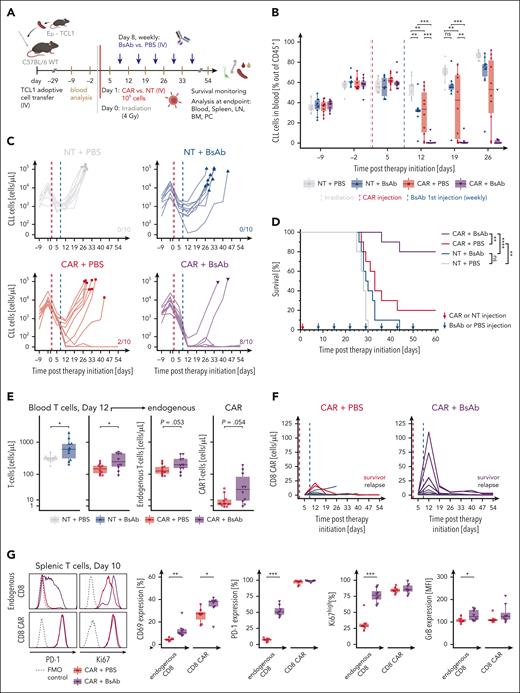 CD20-BsAb enhance in vivo antitumor efficacy of CD19-CAR T cells in the Eμ-TCL1 mouse model of CLL. (A) A schematic overview of the in vivo study is presented. C57BL/6 mice (n = 10 mice per group) were transplanted with 107 Eμ-TCL1 splenocyte–derived CLL cells intravenously, and disease progression was monitored through weekly blood withdrawals. After CLL establishment (median of 60% CLL cells of CD45+ leukocytes and >1000 CLL cells per μL in blood), the mice were conditioned with sublethal 4 Gy irradiation (day 0). Injection with 106 CD19-CAR or NT T cells was performed 24 hours later (day 1). Weekly CD20-BsAb or phosphate-buffered saline (PBS) therapy was initiated the following week (day 8). Summarized frequency in blood (B) and absolute concentration (C) of CD5+ CD19+ CLL cells per mouse before and during treatment. In panel B, 3 mice reached end point criteria before the day 26 analysis (compare panel F) and the remaining mice are summarized without statistical analyses. In panel C, the symbols represent end point analysis. The number of surviving mice 60 days after therapy initiation in each treatment group are indicated on the respective graphs. The absolute concentrations are shown on pseudo-log scale to allow the plotting of mice without detectable cancer cells. (D) The Kaplan-Meier survival curves of mice treated with CD19-CAR T-cell and CD20-BsAb combination therapy, the respective monotherapies, and the NT T cells with PBS controls are shown. (E) The effects of CD20-BsAb treatment start (day 8) on total T-cell concentration are shown. The absolute T-cell concentrations in the blood of NT and CAR T-cell injected mice are depicted for day 12 (left). In addition, the endogenous and endothelial growth factor receptor+ CAR T-cell expansion in blood are shown separately for CAR T-cell injected mice (right). (F) CD19-CAR T-cell engraftment and expansion as monotherapy (CAR + PBS) and in combination with CD20-BsAb. The concentration of CD8+ CAR in blood is shown over time with relapsing mice shown in black and cured mice shown in the respective colors. (G) A second independent treatment study was performed with n = 7 CAR with PBS and n = 8 CAR with BsAb animals following the same timeline and treatment schedule as outlined in panel A. The initial response of T cells to BsAb therapy was assessed by analysis of blood and lymphoid organs 2 days after the first BsAb treatment dose (day 10) (supplemental Figure 7). Expression of CD69 (activation), PD-1 (activation/exhaustion), Ki67 (proliferation), and GrB (degranulation) in endogenous CD8+ and CD8+ CAR T cells were analyzed by flow cytometry. Exemplary histograms (left) and frequencies of marker-positive cells (right) are shown. For panel B, the 1-way analysis of variance with Tukey’s honest significant difference multiple comparison test was used. For panel D, the Mantel-Cox log-rank test was used. For panels F-G, unpaired t tests were used. In panel G, ns is not shown. ∗∗∗P ≤ .001, ∗∗P ≤ .01, ∗P ≤ .05. ns, not significant.