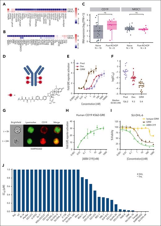 Characterization of ABBV-319. (A) Analysis of CD19 and NR3C1 gene expression in normal tissues using GTEx data sets. (B) Analysis of CD19 and NR3C1 gene expression across different cancer indications using Aster ORIEN data sets. (C) Analysis of CD19 and NR3C1 gene expression in patients that are treatment naïve or post–R-CHOP treatment using Aster ORIEN data sets. Statistical analysis with Wilcoxon test. ns, not significant. (D) Structure of the GRM linker drug. (E) Fold change in GRE activity compared with the untreated control after treatment of K562 GRE reporter cells with prednisolone, dexamethasone, and GRM payload for 24 hours. Mean ± standard error of the mean (SEM) are depicted. (F) Summary of EC50 for prednisolone, dexamethasone, and GRM payload across 20 glucocorticoid-sensitive cell lines. Each dot represents the log(EC50) of a cell line and the median log(EC50) is displayed. (G) Imaging analysis of CD19 localization after treatment of KARPAS422 with an Alexa Fluor 647-labeled ABBV-319 for the indicated time. Brightfield, LysoTracker (green), CD19 (red), and merged images are displayed. (H) The fold change in GRE activity relative to the untreated control after treating K562-GRE reporter cells with ABBV-319 for 24 hours. (I) Percentage viability of SU-DHL-6 cells relative to the untreated control after treatment with GRM payload, isotype-GRM ADC, and ABBV-319 for 5 days. (J) EC50 of ABBV-319 across a panel of malignant B-cell lines with a range of Emax from supplemental Table 2. # denotes double-hit lymphoma (DHL) and ∗ denotes triple-hit lymphoma (THL) based on published annotations.21