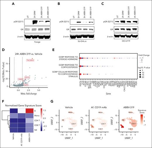 ABBV-319 engages and activates GR in DLBCL cell lines. (A-C) Immunoblot analysis of GR phosphorylation on serine 211 (S211) and GR expression after treatment with 10 nM GRM and 100 nM ABBV-319 for indicated time in Farage (A), SU-DHL-6 (B), and OCI-LY19 (C). β-actin was used as the loading control. (D) Volcano plot showing the fold change and P value from the meta-analysis of differentially expressed genes (DEGs) between 24-hour ABBV-319 treatment and vehicle control in GRM-sensitive cell lines. Each dot represents a DEG and the selected known GR targets are highlighted in red. (E) Pathways and genes enriched in the meta-analysis of DEGs between the ABBV-319 and vehicle treatment. The color represents the directionality of the fold change, and the size of the circle represents the log(P value). (F) Heat map showing the expression of the 8-gene glucocorticoid gene signature in different immune subsets in PMBC after 24 hours of indicated treatment. (G) Uniform manifold approximation and projection (UMAP) of immune cells within PBMC after the indicated treatment for 24 hours. Color indicates the expression of the 8-gene glucocorticoid gene signature.