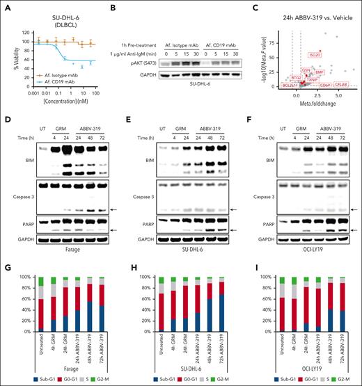 ABBV-319 inhibits prosurvival signaling and induces apoptotic cell death in DLBCL. (A) The percentage viability relative to the untreated control after treatment of SU-DHL-6 cells with Af. isotype mAb and Af. CD19 mAb. Mean ± SEM is displayed. (B) SU-DHL-6 cells were pretreated with 100 nM Af. Isotype mAb or Af. CD19 mAb for an hour and then stimulated with 1 μg/ml anti-immunoglobulin M (anti-IgM) for the indicated time. Cell lysates were resolved on sodium dodecyl sulfate–polyacrylamide gel electrophoresis and immunoblot analysis for phospho-AKT (Ser473) and glyceraldehyde 3-phosphate dehydrogenase (GAPDH) are displayed. GAPDH is used as a loading control. (C) Volcano plot showing the fold change and P value from the meta-analysis of DEGs between 24-hour ABBV-319 treatment and vehicle control in ABBV-319-sensitive cell lines. Each dot represents a DEG and the genes involved in apoptosis are highlighted in red. (D-F) Immunoblot analysis of BIM, caspase 3, PARP, and GAPDH after treating Farage (D), SU-DHL-6 (E), and OCI-LY19 (F) with 10 nM GRM payload and 100 nM ABBV-319 for the indicated time. Arrows show the cleaved product of caspase 3 and PARP. (G-I) Cell cycle analysis of Farage (G), SU-DHL-6 (H), and OCI-LY19 (I) after treatment with 10 nM GRM and 100 nM ABBV-319 for the indicated time. The percentage of cells from sub-G1, G0-G1, S, and G2-M phases of the cell cycle are displayed.