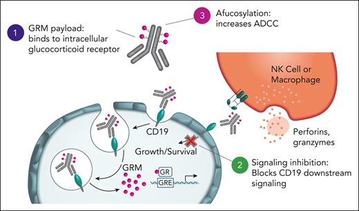 ABBV-319 elicits antitumor effects through 3 distinct MOA. ABBV-319 results in CD19 internalization and lysosomal trafficking to release GRM payload. GRM payload drives the transcriptional activation of GR targets (eg, BCL2L11) to activate apoptotic cell death. ABBV-319 also blocks CD19-mediated activation of the PI3K pathway. Lastly, afucosylation of the Fc region enhances ADCC driven by effector cells.