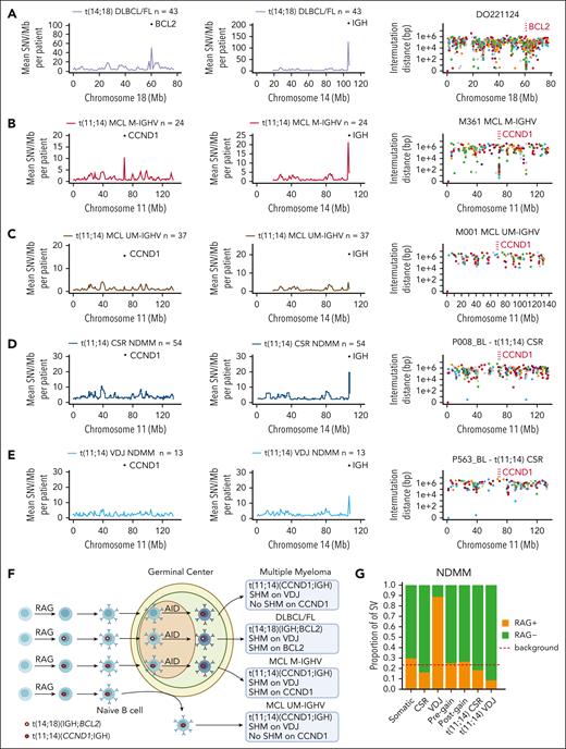 Defining the germinal center origin of t(11;14)(CCND1;IGH) in MM. (A) Showing the mean SNV burden per megabase (Mb) on chromosomes 18 and 14 in DLBCL and FL samples with t(14;18)(IGH;BCL2). The rightmost plots in each row show intermutational distance (IMD) of SNV in a single patient on chromosome 18. The BCL2 region is indicated by vertical red lines. (B-C) Mean SNV burden per Mb on chromosomes 11 and 14 in patients with MCL with a mutated IGHV region (M-IGHV) (B) and unmutated IGHV region (UM-IGHV) (C) on chromosome 14. The rightmost plot in each row shows IMD of SNV in a single patient from each group (M-IGHV or UM-IGHV) on chromosome 11. The CCND1 region is indicated by vertical red lines. (D-E) Mean SNV burden per Mb on chromosomes 11 and 14 in NDMM samples with t(11;14)(CCND1;IGH) in VDJ region and CSR region (D) and class-switch recombination (E). Rightmost plot in panels A-E shows IMD of SNV in a single patient from each group (VDJ or CSR) on chromosome 11. The CCND1 region is indicated by vertical red lines. (F) Proposed model behind the acquisition of CCND1 and BCL2 translocations in MM and B-cell lymphomas. (G) RAG RSS-motif analysis of SVs according to different categories as follows: CSR or VDJ region on chromosome 14 (RAG negative and positive controls, respectively), pregain deletion, postgain deletion, t(11;14)(CCND1;IGH) on chromosome 14 VDJ region, t(11;14)(CCND1;IGH) on chromosome 14 CSR region, or somatic (all other SV).