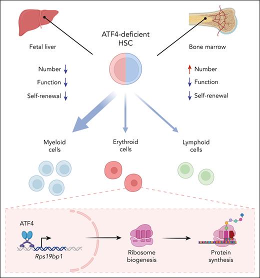 ATF4 plays a pleiotropic role in the maintenance, function, and differentiation of HSCs. Loss of ATF4 impairs HSC function and hematopoiesis in mouse fetal liver and bone marrow through transcriptional regulation of cytokines in the microenvironment or cell-intrinsic programs. ATF4-deficient bone marrow HSCs display skewed myeloid lineage differentiation and impaired erythropoiesis. In erythroid progenitor cells, ATF4-mediated transcriptional activation of RPS19BP1 is required for ribosome biogenesis and protein synthesis to promote erythropoiesis. Created with BioRender.com.