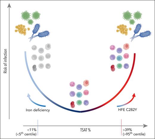 Schematic of risk of infection vs TSAT, with values given as indicative of <5th and >95th centile, based on Mottelson et al. At low TSAT, driven by iron deficiency, immune dysfunction (colorless cells) may lead to infection susceptibility. At higher TSAT or unregulated plasma iron concentrations, potentially caused by homozygosity for HFE C282Y, increased iron availability may favor pathogen outgrowth despite iron supply to immune cells. Stable and regulated TSAT in the normal range is associated with immune control of infection.
