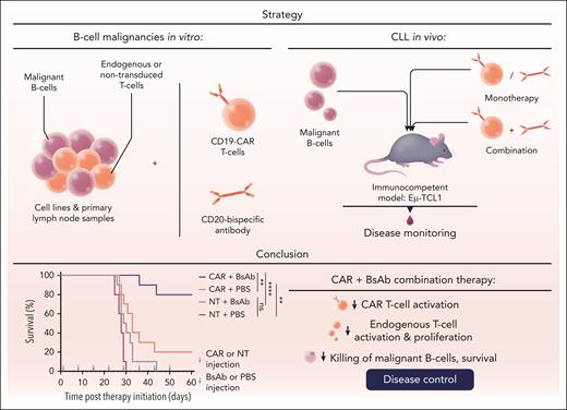 Combined administration of CD20-BsAbs with CD19-directed CAR T-cell treatment was investigated in primary samples from lymphoma types and in an immunocompetent murine CLL model. The addition of CD20-BsAbs supports CD19-directed CAR T cells by promoting CAR T-cell expansion and enhances the activity of endogenous T cells. NT, nontransduced T cells; PBS, phosphate-buffered saline. Professional illustration by Somersault18:24.
