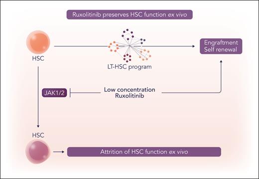 Ruxolitinib preserves HSC function ex vivo. Ruxolitinib at low concentrations maintains functional HSC potential in ex vivo culture conditions. Professional illustration by Somersault18:24.