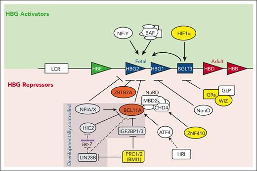 Select regulators of the fetal-to-adult hemoglobin switch. The β-globin locus on chromosome 11 is shown with the LCR and developmentally arrayed β-like globin genes. Activators are noted above and repressors (direct and indirect) are noted below. Both NF-Y and BAF also activate adult globins. Developmentally controlled factors with differential expression between fetal and adult tissues are indicated. Regulators with the most advanced targeted therapies are highlighted in yellow. Dotted lines indicate direct posttranscriptional regulation and dashed lines indicate indirect control.