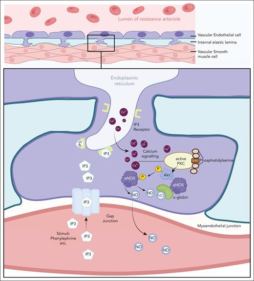 The MEJ facilitates communication between vascular ECs and smooth muscle cells to regulate vascular tone. Upon adrenergic stimulation of vascular smooth muscle, inositol triphosphate (IP3) generated by phospholipase C diffuses into ECs via gap junctions and triggers release of Ca2+ from the endoplasmic reticulum. Cytosolic Ca2+-mediated signaling leads to phosphorylation and activation of eNOS, which catalyzes the production of NO from L-arginine. NO diffuses through the MEJ into smooth muscle cells and activates guanylate cyclase, leading to an increase in cyclic guanosine monophosphate (cGMP), causing smooth muscle relaxation and vasodilation. EC α-globin can bind and degrade NO to limit its bioavailability. The figure was created using BioRender.