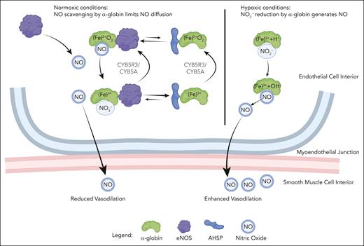 Molecular model for α-globin function in the MEJ. In the presence of O2, Fe2+ α-globin bound to eNOS degrades NO by dioxygenation, thereby enhancing vascular tone. eNOS and/or CYB5R3/CYB5A can reduce Fe3+ α-globin to the Fe2+ state to support another round of dioxygenation. Alternatively, under oxidizing conditions, Fe3+ α-globin may be released from eNOS and bind α-hemoglobin stabilizing protein (AHSP) to form a stable complex that cannot catalyze dioxygenation. When reducing conditions are restored, CYB5R3/CYB5A or eNOS can convert AHSP-bound Fe3+ α-globin to the Fe2+ form, which favors its transfer to eNOS for continued NO scavenging. During hypoxia, deoxy-Fe2+ α-globin can reduce NO2− to generate NO, thereby enhancing vasodilation. The figure was created using BioRender.