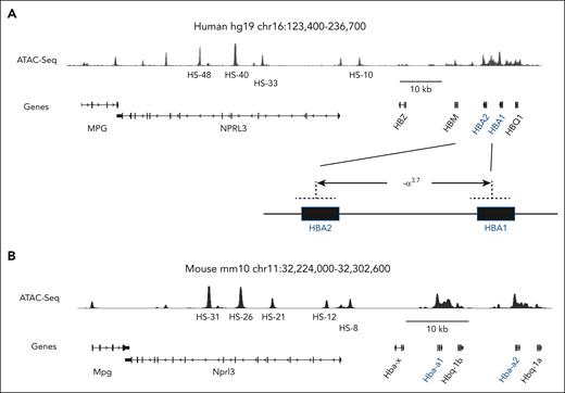 The human and mouse extended α-globin loci. (A) Human and (B) mouse α-globin gene clusters are diagrammed. The major adult-expressed genes are indicated with blue font. Corresponding transposase-accessible chromatin with high-throughput sequencing (ATAC-seq) peaks indicate open chromatin in adult RBC precursors. Enhancer modules associated with open chromatin (ATAC-seq signal) are indicated as multispecies conserved sequence (MCS) R1-R4 (human) or R1, R2, R3, Rm, and R4 (mouse). Human HBA2 is nearest to the enhancer and is expressed at twofold- to fivefold-higher levels than HBA1 in adult RBCs. Similarly, mouse Hba-a1 is nearest to the enhancer and is expressed at twofold- to threefold-higher levels than Hba-a2 in adult RBCs. The common α-thalassemia deletion, −α3.7 shown at the bottom of panel A generates a single α-globin fusion gene.