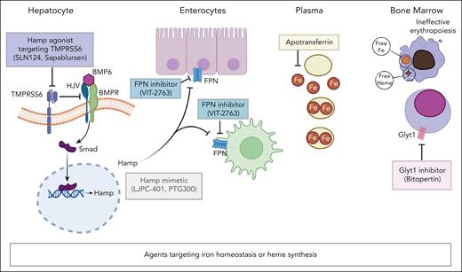 Therapeutic strategies targeting iron homeostasis or heme synthesis. Hamp agonist(s) block TMPRSS6 function (SLN124, sapablursen), resulting in Smad phosphorylation and nuclear translocation. This ends in upregulation of Hamp expression. Hamp mimetics (LJPC-401, PTG300) increase Hamp level. Hamp inhibits the iron export activity of FPN in enterocytes and macrophages. FPN blocker(s) (VIT-2763), mimic Hamp function. Apotransferrin binds circulating free iron (Fe2+). Collectively, these strategies targeting iron homeostasis have been proposed to reduce free iron to rebalance iron/heme synthesis and globin synthesis in β-thalassemia, which is characterized by ineffective erythropoiesis. Bitopertin as Glyt1 inhibitor blocks the import of glycine, which is the first step in the metabolic cascade of heme biosynthesis. Bitopertin treatment has been shown to reduce PPIX erythroblast content. BMP6, bone morphogenic protein 6; BMPR, bone morphogenic protein-receptor; HJV, hemojuvelin; Smad, suppressor of mothers against decapentaplegic; TMPRSS6, transmembrane protease serine 6.