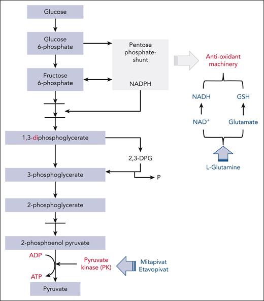 Pathways targeted by PK(s) activators and l-glutamine in red cells. The glycolytic pathway generates ATP and interfaces the pentose phosphate shunt, which is the main source of reduced nicotinamide adenine dinucleotide phosphate (NADPH). This is required by antioxidant systems and the Rapoport-Luebering shunt that generates 2,3-DPG. PK is the last enzyme in the glycolytic pathway. In SCD, the intense and sustain oxidation results in consumption of NADH and glutathione, favoring hemolysis. l-Glutamine as glutamate might support NADH and GSH systems, reducing red cell oxidation. ADP, adenosine diphosphate; GSH, glutathione; NADP, NAD phosphate.