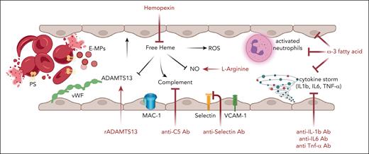 Agents targeting the hemolysis-vascular endothelial axis. In SCD, one-third of the chronic hemolysis happens to be intravascular. This is also associated with the release of erythroid microparticles, which also contains heme. Thus, the consumption of physiologic binding proteins respectively haptoglobin for hemoglobin and Hpx for heme, results increased level of free hemoglobin and free heme into the peripheral circulation, promoting a plasmatic pro-oxidant environment. This contributes to chronic, unresolved inflammation characterizing SCD resulting in the upregulation of proinflammatory cytokines (Il-1β, IL-6, and TNF-α) and makers of vascular endothelial activation such as vascular cell adhesion molecule-1 (VCAM-1) or selectin. To counteract the detriment effects of free heme and to limit inflammatory vasculopathy, the following novel therapeutic strategies are under evaluation in clinical trials in patients with SCD (Table 1): (1) recombinant ADAMTS13 (r-ADAMTS13) for the relative ADAMTS13 functional deficiency; (2) crovalimab as anti-C5 inhibitor to block the overactivation of the complement alternative pathway; (3) l-Arginine to support NO synthesis; (4) anti–P-selectin antibodies to prevent cell-cell adhesion between red cells and neutrophils to vascular endothelial cells; (5) blockers of the proinflammatory cytokines (anti–IL-1b, –IL-6, or –TNF-α antibodies); and (6) multitarget approach by ω-3 fatty acid supplementation. IL-1, interlukin-1; TNF-α, tumor necrosis factor α.