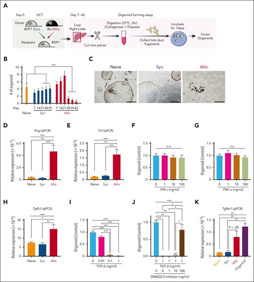 GVHD targets organoid-forming BDSCs in a TGF-β–dependent manner. Lethally irradiated BDF1 mice were transplanted from BDF1 (Syn) or B6 (Allo) donors as in Figure 1A, and the liver right lobes were subjected to organoid-forming assay. A schematic overview (A) of the organoid-forming assay and the number of liver organoids derived from the right lobe of the livers at indicated time points are shown. (B; n = 5-15/group). Time trends from days 7 to 21 to days 28 to 42 within Allo group were significantly different. The average value from days 28 to 42 in Allo group was significantly less than the combined average of the naïve and syngeneic groups during the same period. (C) Representative images of liver organoids generated from recipients’ livers on day 35. Bar, 500 μm. Quantitative polymerase chain reaction (Q-PCR) targeting IFN-γ (D), TNF-α (E), and TGF-β (H) was performed using total RNA extracted from recipient’s liver on day 28 (n = 6-11/group). (F,G,I) Liver organoids produced from naïve BDF1 mice were dissociated into small pieces, seeded at a concentration of 200 fragments/well on the 24-well plate in the presence or absence of IFN-γ (F), TNF-α (G), or TGF-β (I). Organoids were enumerated 4 days later, and the fold changes from controls were calculated (n = 6/group). (J) Dissociated organoids were cultured in the presence or absence of TGF-β and an SMAD2/3 inhibitor, SB-431542, for 4 days. The fold changes from controls were calculated. (K) The total RNA extracted from BECs from naïve BDF1 mice, syngeneic or allogeneic recipients, or liver organoids generated from naïve BDF1 mice was subjected to Q-PCR targeting the TGF-β receptor (n = 6-10/group). (B,D-K) Data from 2 independent experiments were combine and shown as mean ± standard error. ∗P < .05, ∗∗P < .01, ∗∗∗P < .005.