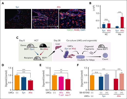 Inflammatory macrophages reduce liver organoid formation in a TGF-β–dependent manner. (A) Immunofluorescent staining of the liver sections with TGF-β1 (green) and F4/80 (red) on day 28. Bar, 100 μm. (B) Intracellular staining of TGF-β was performed on day 28. Absolute numbers of TGF-β–producing Kupffer cells (KCs) and infiltrating macrophages (Mφs) were shown (n = 9-10/group). (C-D) Liver organoids derived from naïve BDF1 were cultured in the presence or absence of LMCs from syngeneic (Syn) or allogeneic (Allo) recipients. (D) Organoids were enumerated 4 days later, and the fold changes from controls were calculated (n = 7/group). (E) LMCs were separated into T cells and non-T cells, and then cocultured with liver organoids. Organoids were enumerated 4 days later (n = 8/group). (F) Organoids were cultured in the presence or absence of LMCs from syngeneic or allogeneic recipients with or without SB-431542 for 4 days. The fold changes from controls were calculated (n = 8-14/group). Data from 2 (B-E) or 3 (F) similar experiments were combined and shown as mean ± standard error.