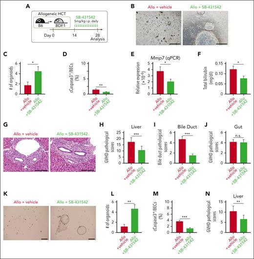 Protection and expansion of BDSCs mitigated biliary dysfunction in hepatic GVHD. (A-J) Lethally irradiated BDF1 mice were transplanted as in Figure 1A. Allogeneic (Allo) recipients were intraperitoneally (i.p.) injected with 5 mg/kg SB-431542 daily from day 14 to day 28 after allogeneic HCT. (A) A schematic overview of SB-431542 treatment. Representative images (B) and numbers (C) of organoids derived from the right lobe of the livers on day 28 after HCT (n = 8-10/group). Bar, 500 μm. (D) The proportion of cleaved caspase 3 (cCaspase3)+ BECs on day 21 (n = 7-8/group). (E) Relative expression of Mmp7 in the liver on day 28 (n = 13-15/group). (F) Plasma levels of total bilirubin on day 28 (n = 12-13/group). Representative hematoxylin and eosin images of the liver (G), pathologic liver GVHD scores (H; n = 15/group), bile duct pathologic scores (I: n = 15/group), and pathologic intestinal GVHD scores (J; n = 15/group) on day 28. Bar, 100 μm. (K-N) Lethally irradiated B6 recipients were transplanted from BALB/c donors, and i.p. injected with SB-431542 daily from day 14 to day 28 after HCT. Representative images (K) and numbers (L) of organoids derived from the right lobe of the liver on day 28 (n = 10/group), the proportion of cCaspase3+ BECs on day 21 (M; n = 10/group), and pathologic liver GVHD scores on day 28 (N; n = 10/group). Bar, 500 μm. Data from 2 (C-F, L-N) or 3 (H-J) independent experiments were combined and shown as mean ± standard error. ∗P < .05, ∗∗P < .01, ∗∗∗P < .005.