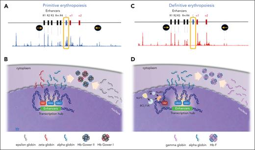 ζ- and α-globin expression in primitive and definitive erythropoiesis. (A) The mouse α-globin cluster showing the enhancers, and the embryonic (ζ) and adult (α) genes flanked by insulators (yellow arrows in black circles), and assay for transposase-accessible chromatin using sequencing (ATAC-seq) showing the pattern of chromatin accessibility during primitive erythropoiesis. The peaks on the ATAC-seq correspond to accessible chromatin. Note that the ζ-gene is accessible and expressed in primitive (embryonic) erythropoiesis as indicated in the yellow box. (B) Illustration showing the expression of α globin and ζ globin leading to production of embryonic Hbs (Gower I and II). Note the globin gene expression takes place within a non–membrane bound transcriptional hub (white area) in the nucleus. (C) The mouse α-globin cluster and ATAC-seq assay in definitive erythropoiesis. Note the absence of ζ-gene peak on the ATAC-seq (yellow box) in definitive erythropoiesis indicating the ζ-gene is silenced and may be sequestered outside of the transcriptional hub. (D) illustration showing the expression of α globin but absent ζ globin in definitive erythropoiesis. LRF and BCL11A both interact possibly via the nucleosome remodeling and deacetylation (NuRD) complex leading to ζ-globin hypoacetylation and silencing in definitive (fetal and adult) erythroid cells. Both BCL11A and LRF are positively regulated by KLF1.
