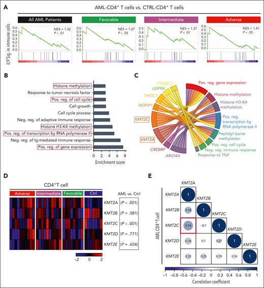 IL-9 secreted by AML LSCs upregulates histone lysine methyltransferase genes in BM–infiltrating CD4+ T cells. (A) GSEA of the IL9 signaling signature in AML CD4+ vs CTRL CD4+ T cells within the entire cohort of AML samples (n = 30) or in each respective risk group. (B) GO analysis of the IL-9 regulated 88-target genes in CD4+ T cells. GO enrichment score of ≥3 indicates significant changes. (C) Circus plot illustrating the top 8-genes involved in several of the dysregulated pathways in the GO analysis (4B) (D) Heat map illustrating the expression of important family members of histone-lysine N-methyltransferase 2 (KMT2) complex in CD4+ T cell in the different AML risk groups. (E) Correlation matrix of lysine methyltransferase complex genes in AML CD4+ T cell. Statistics: Pearson correlation. CTRL, control; neg, negative; pos, positive.