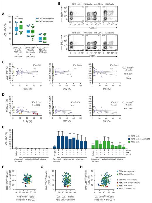 Analysis of the variability in cytotoxic lymphocyte exocytosis in healthy adults. (A-H) PBMCs from 198 healthy adult volunteers were incubated for 3 hours in medium or with target cells and mAbs as indicated. (A) Graph displays levels of exocytosis in CD8+CD57+ T cells or CD3–CD56dim NK cells stratified according to CMV serostatus. Boxes and whiskers display quartiles, limits, as well as outliers, with plus signs representing means. Pairs statistically different by Student t test are indicated. (B) Flow cytometry plots show CD3–CD56dim NK-cell CD107a surface expression in relation to intracellular expression of FcεRγ or EAT-2, after indicated stimulations. The percentages of cells in each quadrant are indicated. Only 5.4% of FcεRγ– NK cells exocytosed after K562 stimulation, compared with 21.7% of FcεRγ+ NK cells. Similarly, 6.7% of EAT-2– NK cells exocytosed when stimulated with K562, compared with 25% of EAT-2+ NK cells. (C-D) Graphs displaying the relationship between CD3–CD56dim NK-cell–induced CD107a surface expression and frequencies of cells lacking expression of FcεRγ, EAT-2, or SYK after stimulation with P815 cells added anti-CD16 mAb (C) or K562 cells (D). Diagonal lines represent linear regression and with 95% confidence intervals in bold, whereas the dashed horizontal line indicates the cutoff percentage deemed abnormal in regard to K562 cell–induced NK-cell exocytosis. (E) The graph depicts frequencies of CD107a-expressing NK cells according to stimulation and expression of FcεRγ, SYK, and EAT-2 in CD3–CD56dim NK-cell subsets, with bars representing SD. (F-H) Graphs correlating exocytic responses in cytotoxic lymphocyte subsets in healthy individuals, as specified. Donors with low CD107a response after K562 stimulation and expanded FcεRγ– NK-cell populations are highlighted with red and orange dots, whereas donors with low CD107a responses to anti-CD3 and anti-CD16 are highlighted with blue dots.