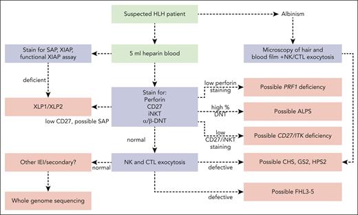 Proposed laboratory diagnostic algorithm for patients presenting with HLH. Because the spectrum and our understanding of primary diseases linked to HLH grow, laboratories would need to constantly update themselves with the latest diagnostic assays. It is recommended that individual laboratories conduct tests to determine local cutoff values for the respective assays. Functional XIAP assay75 should be considered in both males and females in light of recent findings,76,77 reduced iNKT numbers a hallmark of ITK23,78 but cautionary for SAP deficiency with highly variable levels in young children.79,80 Elevated α/β-DNT cells raise suspicion of ALPS.81 The total absence CD27 in all lymphocyte subgroups is indicative of its deficiency,22,82 whereas absence of CD27 specifically in the B-cell compartment is characteristic of SAP deficiency.83 Although functional XIAP and NK/CTL exocytosis assays should be performed on heparinized blood, if EDTA blood is available, it is preferable for phenotyping tests (perforin, SAP, XIAP, CD27, and α/β-DNT) because it is more stable with transport, can be used for DNA extraction, and plasma collected for analyzing cytokine levels. ALPS, autoimmune lymphoproliferative syndrome; DNT, double negative T cells; iNKT, invariant NK T cells; ITK, interleukin-2–inducible T-cell kinase; SAP, SLAM-associating protein; XIAP, X-linked inhibitor of apoptosis protein.