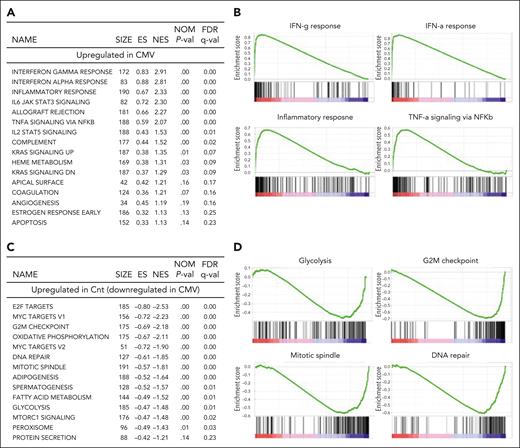 Gene expression analysis indicates pathway utilization changes in PLC after neonatal MCMV infection. Selected gene sets from the Molecular Signatures Database, Molecular Hallmarks (hallmark gene sets) collection, enriched among upregulated and downregulated pathways in PLC from MCMV-infected neonates compared with PBS-injected controls (ranked according to decreasing normalized enrichment score). (A) Top 16 statistically significant upregulated biological pathways. (B) GSEA enrichment plots showing upregulation of gene sets representing IFN-α, IFN-γ, and TNF-α, and inflammatory responses. (C) Top 14 downregulated biological pathways. (D) GSEA enrichment plots showing downregulation of gene sets representing cell cycle and metabolism. ES, enrichment score; FDR, false discovery rate; NES, normalized enrichment score; NOM, nominal; size, number of genes in each set.