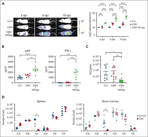 Impaired viral clearance generates a PLC-depleting IFN-γ–mediated immune response in adult mice. (A) Representative images and overall plot of bioluminescence in 4-week-old Eμ-ret pups infected with luciferase-tagged CMV with and without NK cell depletion (and uninfected controls) at 3, 6, and 10 dpi. For NK cell depletion, 50-μg asialo GM1 antibody was administered at days –3, –1, +1, +4, and +7 (day 0 was the time of infection) (2-way ANOVA; n = 4-8; ∗∗∗∗P < .0001). (B) ELISA-based quantification of IL-12p40 (anti-p40 Ab) and IFN-γ (anti-IFN-γ Ab) in sera from PBS-injected control and CMV-infected (with and without NK depletion) adult Eμ-ret mice at 10 dpi (1-way ANOVA; n = 6-10; ∗∗P < .005; ∗∗∗∗P < .0001). (C) PLC burden in the spleens of PBS-injected control and CMV-infected (with and without NK depletion) adult Eμ-ret mice at 10 dpi (1-way ANOVA; n = 10-16; ∗P < .05; ∗∗P < .005). (D) Spleen (left panel) and BM (right panel) B-cell Fr burden after daily administration of PBS (Ctrl) or 10 μg/dose IFN-γ to 4-week-old adult Eμ-ret mice for 7 days (Mann-Whitney test; n = 6 Ctrl and 7 IFN-γ; ∗P < .005). All data are presented as mean ± SEM. Nonsignificant comparisons in all graphs are not labeled.