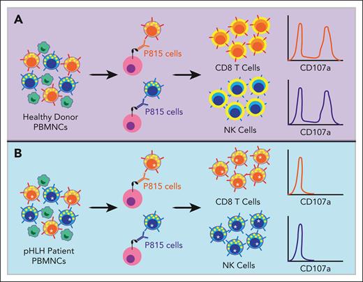 Schematic of the P815 exocytosis assay. The P815 assay is performed by coculturing patient-derived PBMNCs with P815 cells and anti-CD3 or anti-CD16 antibodies. The Fc portion of the antibodies binds the FcγRII on the P815 cells. The epitope-specific portion of the anti-CD3 antibody then binds to the T-cell receptor on CD8 T cells, and the anti-CD16 antibody binds to CD16 on NK cells. This serves to “redirect” the CTL toward the P815 target cell. In PBMNCs from healthy donors with intact lymphocyte exocytosis (A), this process causes the CD8 T and NK cells to degranulate, resulting in lytic granule fusion with the lymphocyte plasma cell membrane and translocation of CD107a protein from the inner membrane of the lytic granule to the surface of the lymphocyte, where it can be detected via flow cytometry. In contrast, PBMNCs from patients with pHLH (B) harbor loss-of-function mutations in genes required for lymphocyte exocytosis (denoted with an asterisk). Although these pHLH CD8 T and NK cells are activated by the anti-CD3 and -16 antibodies, respectively, they are unable to effectively degranulate and CD107a is not detected on the cell surface.