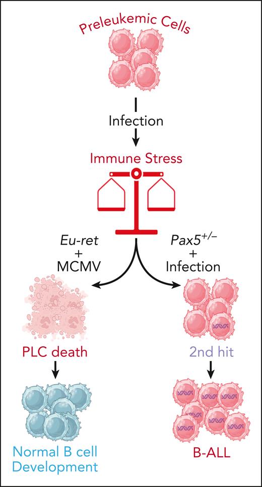 The double-edged sword of immune stress in leukemic progression. Different types of mutations can cause genetic predisposition to B-ALL in at least 5% of newborns, as they lead to the appearance of PLCs from the earliest stages of embryonic life. In the majority of cases, these PLCs will not evolve to full-blown B-ALL, but exposure to environmental stresses such as infections can alter this benign path. The interplay between the nature of the genetic predisposition, the infectious agent, and the age at the time of exposure can produce opposite results. Indeed, in some cases the immune stress triggered by the infection can cause the destruction of the preleukemic clone and prevent leukemia progression, while in some others, it can trigger the appearance of secondary mutations (2nd hit) leading to BALL development. Figure created with BioRender.com.