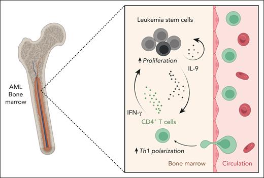 IL-9 secretion by LSCs leads to Th1 polarization of bone marrow–infiltrating CD4+ T cells, which in turn stimulates the proliferation of LSCs in patients with AML. In the bone marrow of patients with AML, LSCs secrete IL-9, which skews the Th-cell profile of infiltrating CD4+ T cells toward a Th1 response. These polarized Th1 cells secrete INF-γ and stimulate the proliferation of AML LSCs in the bone marrow, which could contribute to disease progression. IFN-γ, interferon-γ. The figure was created with BioRender.com.
