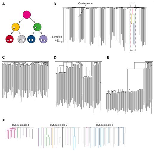 Using somatic mutations to understand historic HSC clonal relationships. (A) Simplified phylogenetic tree of HSC relatedness. Based on the mutations detected in each stem cell by WGS, we can build a “family tree” of HSCs using unique and shared somatic mutations. The shapes within the circles represent unique somatic mutations that are inherited by a cell’s progeny. (B) Hypothetical phylogenetic tree. The terminal point of each line represents the stem cell that was sampled. Traveling up these lines, any point of convergence (termed a “coalescence”) indicates an ancestral HSC where 2 progeny stem cells and their subsequent progeny can be traced. The uppermost branch points represent the stem cell divisions that are likely to occur during embryogenesis. The dotted box highlights how the structure in (A) would appear within a phylogenetic tree. The presence and distribution of coalescence are related to both aging and disease states. Example tree structures representing HSC relatedness in 3 different contexts are shown in (C-F). (C) Phylogenies from younger healthy adults appear highly polyclonal with many HSCs contributing to the overall structure,67 as indicated by the back of the branch points beyond early development. (D) By the time individuals reach their seventh decade of life, tree structures begin to show evidence of decreased clonal diversity,67 with a greater number of sampled HSCs being part of the large clones. These expansions are often (but not always) associated with nonpathogenic mutations that provide HSCs with a survival advantage. (E) The skewed clonal structure is even more exaggerated in the case of myeloid malignancy. In this context, pathogenic mutations, such as JAK2V617F, cause large expansions of specific HSCs. (F) The phylogenetic trees of patients with SDS show evidence of clonal expansions more characteristic of older adults. Colored branches indicate which clones carry driver mutations (trees adapted from Machado et al56).
