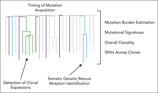 Information generated using the WGS approach for studying HSC dynamics. In addition to creating phylogenetic trees using the patterns of shared and unique SNVs generated using the WGS approach, a variety of different types of information can be mined from this type of experiment. For example, the timing of mutation acquisition can be determined for expanded clones. This potentially has significant implications for when and how myeloid cancer–associated mutations should be monitored and when patients should receive therapeutic intervention. Additionally, overall mutation burdens can be estimated and, along with information on mutational signatures, overall clonality, and the range of somatic genetic rescue mutations, these data can help build a more comprehensive picture of the pathways and genes involved in disease-related clonal dynamics. Importantly, the source of cellular material (BM vs PB) was not found to significantly influence these results. Lee-Six et al64 sorted single Lin–CD34+CD38–CD90–CD45RA+ HSCs and bulk HSPCs (megakaryocyte-erythroid progenitors, granulocyte-monocyte progenitors, and common myeloid progenitor) from both PB and BM of the same individual and did not observe any significant differences in mutational burden between the 2 compartments. In addition, the phylogenetic tree built exclusively from 1 source vs the other was not significantly different. This is because the sampled HSCs and HSPCs all report their parent HSCs.