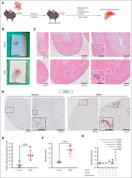 The adrenal gland can be hormonally induced to host hematopoietic cells. (A) General experimental design to induce EMH in the adrenal gland. (B) Macroscopic picture of freshly isolated adrenal glands. (C) Representative images of hematoxylin and eosin (H&E) stains for vehicle (top) and EMH-induced (bottom) adrenal glands. The boxed area is magnified on the right of each image. Scale bar for inset represents 30 μm. (D) Representative images of CD45 IHC stain in an adrenal gland. The boxed area is magnified on the right of each image. Scale bar for inset represents 30 μm. (E) Number of CD45+ cells per adrenal gland, measured by flow cytometry (control, n = 4; EMH, n = 6 mice; 2 independent experiments). (F) CFU assay, number of colonies per adrenal gland (control, n = 4; EMH, n = 6 mice; 2 independent experiments). (G) Number of hematopoietic colonies per adrenal gland obtained in a CFU assay from mice treated with the different components of the induction protocol (n = 4 for all groups). Data are represented as mean ± standard deviation (SD). Differences were assessed using unpaired, 2-tailed Student t test (E-F) or with 1-way analysis of variance (ANOVA) followed by Holms-Šidák multiple correction test (G). P values are indicated in the graphs.