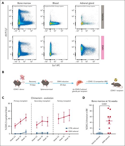The adrenal gland supports functional, serially transplantable HSPCs. (A) Flow cytometry analysis of the BM, blood, and adrenal glands of control vs EMH-treated mice; representative panels gated within the CD45+ Lin− gate are shown (control, n = 10; EMH, n = 10 mice; 3 independent experiments). (B) Experimental design of the competitive transplant. The total content of CD45.2+ cells retrieved from 6 adrenal glands were transplanted into a lethally irradiated CD45.1 recipient together with 125 000 CD45.1.2 total BM cells from a competitor mouse. (C-D) Evolution of the CD45.2 donor engraftment in serial transplantation as measured in the peripheral blood and BM, respectively, by flow cytometry (control, n = 7; EMH, n = 8 mice; 2 independent experiments). Data are shown as mean ± standard error of the mean. Differences were assessed using a 2-tailed unpaired Student t test.