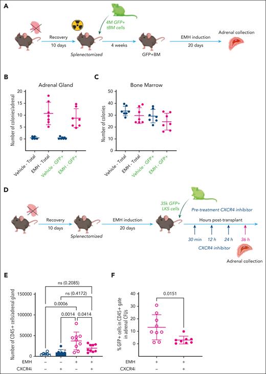 The adrenal stroma recruits and supports circulating hematopoietic progenitors. (A) Experimental design for EMH induction after transplant with GFP+ BM. (B-C) CFU assay, number of total colonies (left, black labels) and GFP+ colonies (right, green labels) from total per single adrenal gland (B) and 10 000 CD45+ total BM cells (C); n = 6 per experimental group, 2 independent experiments). (D) General experimental design for homing assay. (E) CD45+ cells in EMH-induced adrenals glands retrieved from mice treated with plerixafor (CXCR4i), evaluated by flow cytometry at 16 hours after treatment (2 independent experiments, n = 8 for control groups, and n = 10 for EMH-induced groups). (F) Total cells were recovered after 8-day CFU assay in complete methylcellulose and the percentage of GFP+ cells from the recovered cells is shown, as quantified by flow cytometry (n = 9 control mice, and n = 8 experimental mice). Data are represented as mean ± SD and groups were compared with 1-way ANOVA followed by Tukey multiple correction test (E) or 2-tailed, unpaired Student t test (F). ns, not significant.