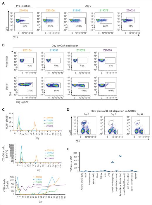 MDF VVPs administered intranodally induce potent and prolonged B-cell depletion in NHPs. (A) Activation of NHP T cells in the blood 7 days after VivoVec administration, as measured by CD25. (B) Anti-CD20 CAR expression (Flag-tag) on NHP CD3+ T cells in the blood 10 days after VivoVec administration. (C) Percent of NHP T cells expressing CAR (top), overall numbers of CAR positive T cells (middle), and total B cells in the blood (bottom) over time. (D) Representative flow plots of B-cell depletion in Z20106. (E) Biodistribution of VivoVec CAR payload in various tissues 139 days after particle administration in Z20106, measured by ddPCR. VCN, vector copy number.