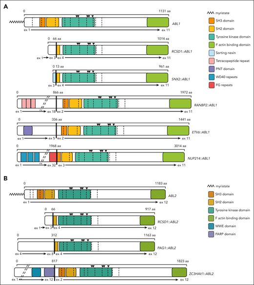 Schematics depicting the functional domains and breakpoints for ABL1 and ABL2 fusion genes. In all fusion genes, the ABL1 (A) and ABL2 (B) tyrosine kinase domains are retained and the autoinhibitory myristate moieties are truncated. The residues required for formation of the myristate binding pocket are retained in all fusions as indicated by black triangles above the kinase domain. Fusion of different 5’ partner genes results in retention (breakpoint at exon 2), truncation (breakpoint at exon 3), or deletion (breakpoint at exon 4) of the ABL1/ABL2 SH3 domain. Breakpoints are denoted by vertical bold black lines and exons by vertical dashed lines. Diagonal dashed lines indicate unstructured regions of fusion partner genes that have been omitted for simplicity. The following isoforms were used for schematic construction: ABL1 NM_007313 and ABL2 NM_001168238.