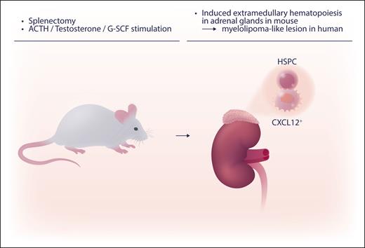 Inducible EMH in adrenal glands was induced by splenectomy, followed 10 days later by daily injection of hormonals (the cocktail of G-CSF, testosterone, and ACTH) for 20 to 21 days. HSPC, hematopoietic stem and progenitor cells. Professional illustration by Somersault18:24.