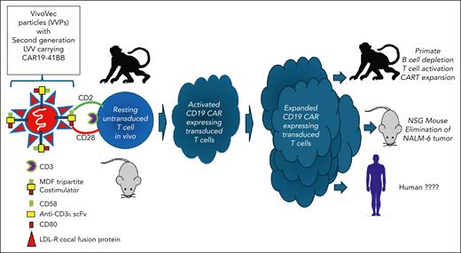 Proposed schema for in vivo CART therapy using LDL-R cocal fusion protein pseudotyped virus expressing novel T-cell targeting elements (anti-CD3ε scFv) and costimulatory molecules (CD58 and CD80).