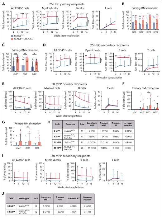 Ascorbate deficiency increases the self-renewal potential of HSCs and MPPs. (A-C) Donor cell reconstitution in the blood (A) and bone marrow (B-C) of irradiated mice competitively transplanted with 25 HSCs from Slc23a2-deficient or littermate control mice (a total of 15-17 recipient mice per genotype transplanted with cells from 4 donors per genotype in 4 independent experiments). (D) Donor cell reconstitution in the blood of secondary recipients of 5 million bone marrow cells from the primary recipients in panel A (a total of 7-8 recipient mice per genotype transplanted with cells from 2 donor mice per genotype in 2 independent experiments). (E-G) Donor cell reconstitution in the blood (E) and bone marrow (F-G) of irradiated mice competitively transplanted with 50 MPPs from Slc23a2-deficient or littermate control mice (we did not detect any donor HSCs in these recipients) (a total of 20-21 recipient mice per genotype transplanted with cells from 5 donors per genotype in 5 independent experiments). (H) Summary of donor cell reconstitution profiles from primary recipients of MPPs. (I-J) Donor cell reconstitution in the blood of secondary recipients of bone marrow cells from the primary recipients in panel E (a total of 10-16 recipient mice per genotype transplanted with cells from 5 donor mice per genotype in 5 independent experiments). All data are presented as the mean ± standard deviation. Each dot in panels B-C,F-G represents a different mouse. Statistical significance was assessed using Mann-Whitney tests with Holm-Sidak’s corrections for multiple comparisons (B-C,F-G), Mann-Whitney tests to assess differences among genotypes at each timepoint, and nparLD models with Holm-Sidak’s multiple comparisons corrections to test differences among overall reconstitution (A,D-E,I). All statistical tests were 2-sided (∗P < .05; ∗∗P < .01; ∗∗∗P < .001; ∗∗∗∗P < .0001).