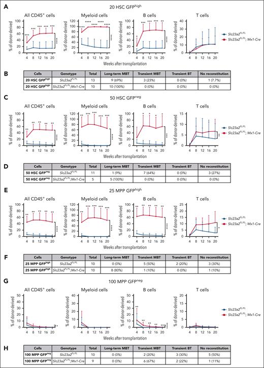 Ascorbate deficiency confers long-term reconstituting potential to quiescent MPPs. (A) Donor cell reconstitution in the blood of irradiated mice competitively transplanted with 20 H2B-GFPhigh HSCs isolated from Slc23a2-deficient or littermate control mice (a total of 10-13 recipient mice per genotype transplanted with cells from 3 donors per genotype in 3 independent experiments). (B) Summary of the donor cell reconstitution profiles in panel A. (C) Donor cell reconstitution in mice competitively transplanted with 50 H2B-GFPneg HSCs isolated from Slc23a2-deficient or littermate control mice (a total of 2-10 recipient mice per genotype transplanted with cells from 2 donors per genotype in 2 independent experiments). (D) Summary of the donor cell reconstitution profiles in panel C. (E) Donor cell reconstitution in mice competitively transplanted with 25 H2B-GFPhigh MPPs isolated from Slc23a2-deficient or littermate control mice (a total of 10 recipient mice per genotype transplanted with cells from 2 donors per genotype in 2 independent experiments). (F) Summary of the donor cell reconstitution profiles in panel E. (G) Donor cell reconstitution in mice competitively transplanted with 100 H2B-GFPneg MPPs isolated from Slc23a2-deficient or littermate control mice (a total of 6-8 recipient mice per genotype transplanted with cells from 2 donors per genotype in 2 independent experiments). (H) Summary of the donor cell reconstitution profiles in panel G. All data are presented as the mean ± standard deviation. Statistical significance was assessed using Mann-Whitney tests to assess differences among genotypes at each timepoint and nparLD models with Holm-Sidak’s multiple comparisons corrections to test differences among genotypes in the overall reconstitution (A,C,E,G). All statistical tests were 2-sided (∗P < .05; ∗∗P < .01; ∗∗∗P < .001; ∗∗∗∗P < .0001).