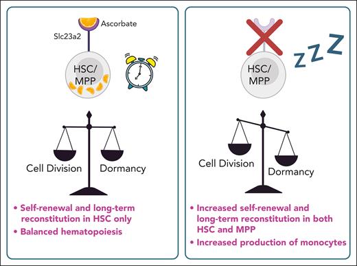 Intracellular vitamin C deprivation via Slc23a2 promotes HSC quiescence and long-term reconstitution. Created with BioRender.com.