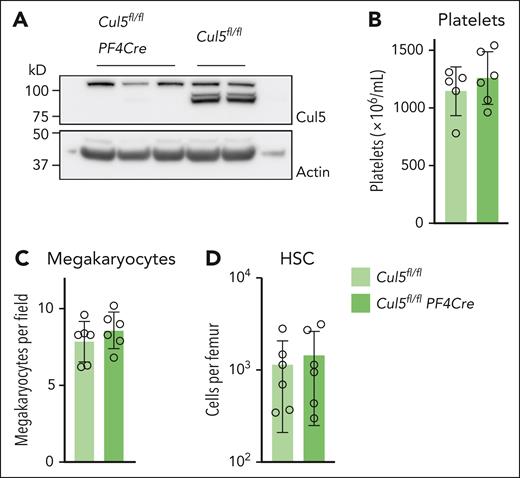 Megakaryopoiesis is normal in Cul5fl/flPF4Cre mice. (A) Western blot analysis showing effective depletion of Cul5 in platelets from Cul5fl/flPF4Cre mice. Each sample is from an independent mouse of the genotypes shown. Numbers of (B) platelets (n = 5-6), (C) megakaryocytes per field from histological sections of sternal BM (n = 6), and (D) HSCs (Lin−Sca1+Kit+CD150+CD48−, n = 6) in Cul5fl/flPF4Cre and Cul5fl/fl control mice. Each point is data from an individual mouse, bars represent mean ± SD. No statistically significant differences (P < .05) were observed for comparison of data from Cul5fl/flPF4Cre mice to that of Cul5fl/fl mice (unpaired Welch t test).