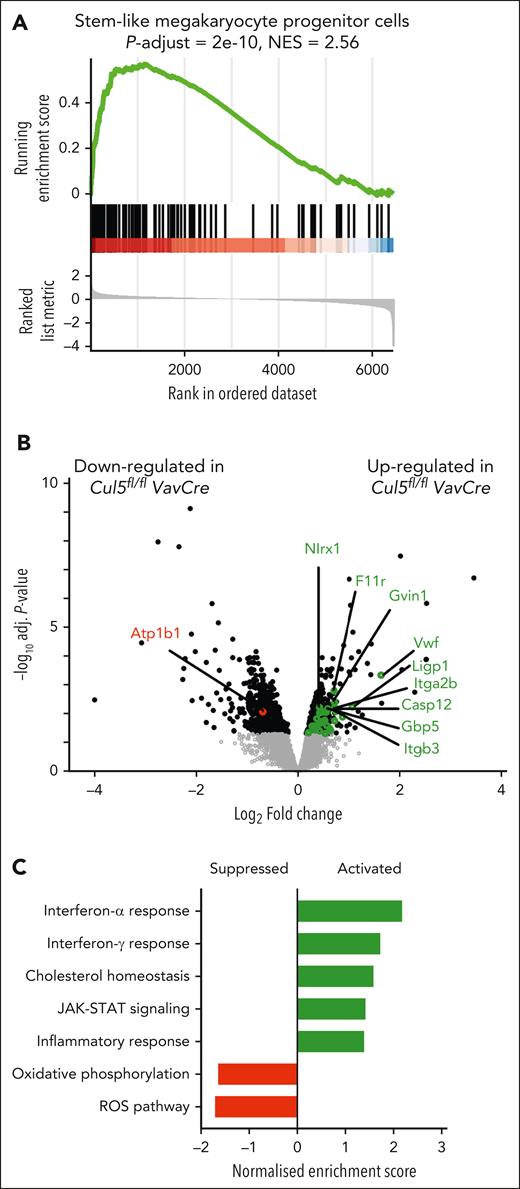 Proteomic analysis of Cul5fl/flVavCre LSK cells. (A) Gene set enrichment analysis (GSEA) was performed and “signal-to-noise ratio” statistics were used to rank proteins identified as characteristic of stem-like MkP21 according to their correlation with either Cul5fl/fl or Cul5fl/flVavCre LSK cells. The graph below represents the ranked, ordered, nonredundant list of proteins; those on the far left (red) show a higher correlation with Cul5fl/flVavCre LSK cells, whereas those on the far right (blue) correlated the most with Cul5fl/fl samples. The vertical black lines indicate the position of each protein of the studied set in the ordered, nonredundant data set. The green curve corresponds to the ES (enrichment score) curve, which is the running sum of the weighted enrichment score obtained from GSEA software. (B) Volcano plot showing statistical significance (−log10 adjusted P value) vs magnitude of protein expression changes (log2 fold change) from a comparison of Cul5fl/flVavCre LSK cells with Cul5fl/fl controls. Overlaid are proteins significantly enriched in a previously published set of proteins identified as characteristic of stem-like MkP 21 that were enriched (green) or suppressed (red) in the proteome of Cul5fl/flVavCre cells compared with Cul5fl/fl controls; the top 10 of these exhibiting the greatest fold-change enrichment in Cul5fl/flVavCre LSK cells are labeled. (C) Enrichment or suppression of proteins associated with inflammatory or interferon responses as well as selected pathways associated with stem cell regulation in the proteome of Cul5fl/flVavCre compared with Cul5fl/fl controls. The gene sets used in this comparison are provided in supplemental Table 7; pathways activated or suppressed with adjusted P value <.1 are shown. NES, normalised enrichment score; ROS, reactive oxygen species.
