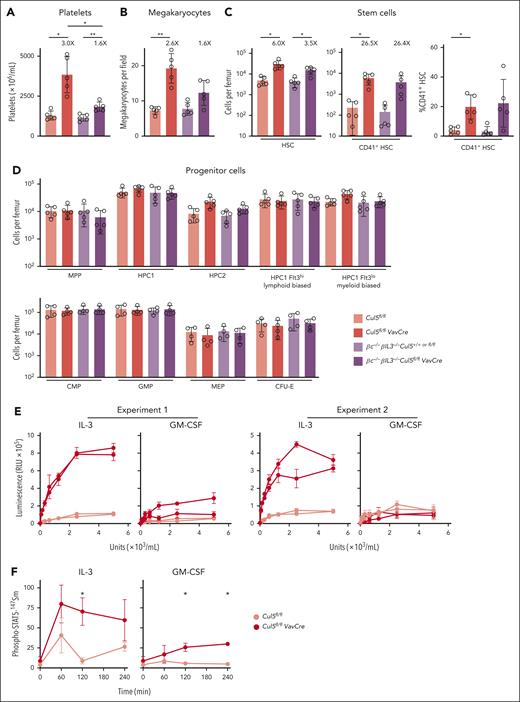 βc and/or βIL3 receptor signaling enhances megakaryopoiesis in Cul5-deficient mice. Numbers of (A) platelets (n = 5), (B) megakaryocytes per field from histological sections of sternal BM (n = 5), and (C) HSC (Lin–Sca1+Kit+CD150+CD48–, n = 5, left panel), CD41+HSC (n = 5, center panel) and percentage CD41+HSC in the HSC population (n = 5, right panel) in Cul5fl/flVavCre, Cul5fl/fl, βc–/–βIL3–/–Cul5+/+ or fl/fl and βc–/–βIL3–/–Cul5fl/flVavCre, mice. Fold-differences in numbers of platelets, megakaryocytes, HSC and CD41+HSC between Cul5fl/flVavCre and Cul5fl/fl mice or βc–/–βIL3–/–Cul5fl/flVavCre and βc–/–βIL3–/–Cul5+/+ or fl/fl mice are indicated above the bar graphs. (D) Numbers of MPP (Lin–Sca1+Kit+CD150–CD48lo/–), HPC1 (Lin–Sca1+Kit+CD150–CD48+), HPC2 (Lin–Sca1+Kit+CD150+CD48+), HPC1Flt3hi and HPC1Flt3lo cells (upper panel, n = 5), and CMP (Lin–Sca1–Kit+CD34+FcgRII/IIIlo), GMP (Lin–Sca1–Kit+CD34+FcgRII/III+), MEP (Lin–Sca1–Kit+CD34–FcgRII/III–) and CFU-E (Lin–Sca1–Kit+CD150–EndoglinhiFcγRII/IIIlo) (lower panel, n = 4) in Cul5fl/flVavCre, Cul5fl/fl, βc–/–βIL3–/–Cul5+/+ or fl/fl and βc–/–βIL3–/–Cul5fl/flVavCre, mice. Each point is data from an individual mouse, bars represent mean ± SD. ∗P < .05, ∗∗P < .01 for comparison of Cul5fl/flVavCre and βc–/–βIL3–/–Cul5fl/flVavCre data with their respective Cul5+/+ or fl/fl controls and Cul5fl/flVavCre with βc–/–βIL3–/–Cul5fl/flVavCre (1-way ANOVA with Dunnett’s correction for multiple comparisons). (E) Proliferation of Cul5fl/flVavCre and Cul5fl/fl LSK cells in liquid cultures stimulated with IL-3 or GM-CSF, assessed after 3 days using CellTitreGlo. Each line represents data from a single mouse. (F) Analysis of phospho(p)Stat5 induction by mass cytometry in LSK cells from Cul5fl/flVavCre and Cul5fl/fl mice. Each line shows mean ± SD of 3 independent samples pooled from multiple mice of each genotype stimulated with 1000 units/mL IL-3 or GM-CSF for the times indicated. ∗P < .05 for comparison of data from Cul5fl/flVavCre with Cul5fl/fl at each time point (paired t test with Holm-Sidak correction for multiple comparisons). min, minutes; RLU, relative light units.