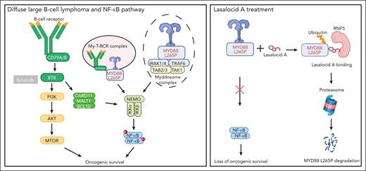 Lasalocid A targets mutated MYD88 in DLBCL.NF-κB activation in DLBCL can occur via the myddosome complex formed by MYD88, the B-cell receptor (BCR) pathway, and the MYD88, TLR9, and BCR (My-T-BCR) complex. The MYD88 L265P mutation drives constitutive activation of this pathway, promoting oncogenic is survival in lymphoma B cells. Although BCR pathway inhibitors like ibrutinib can block this pathway, lasalocid A specifically targets mutated MYD88. Acting as a “molecular glue,” lasalocid A binds MYD88 L265P to E3 ligase RNF5, leading to ubiquitination and proteasomal degradation of MYD88 and selectively removing survival signals in tumor B cells, and thus is an emerging specifically targeted therapeutic approach.